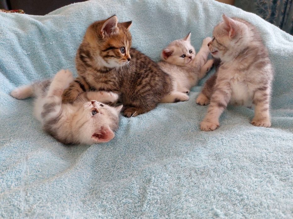 Шиншила и скотиш страйт