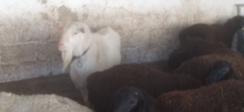 Продаются козёл.