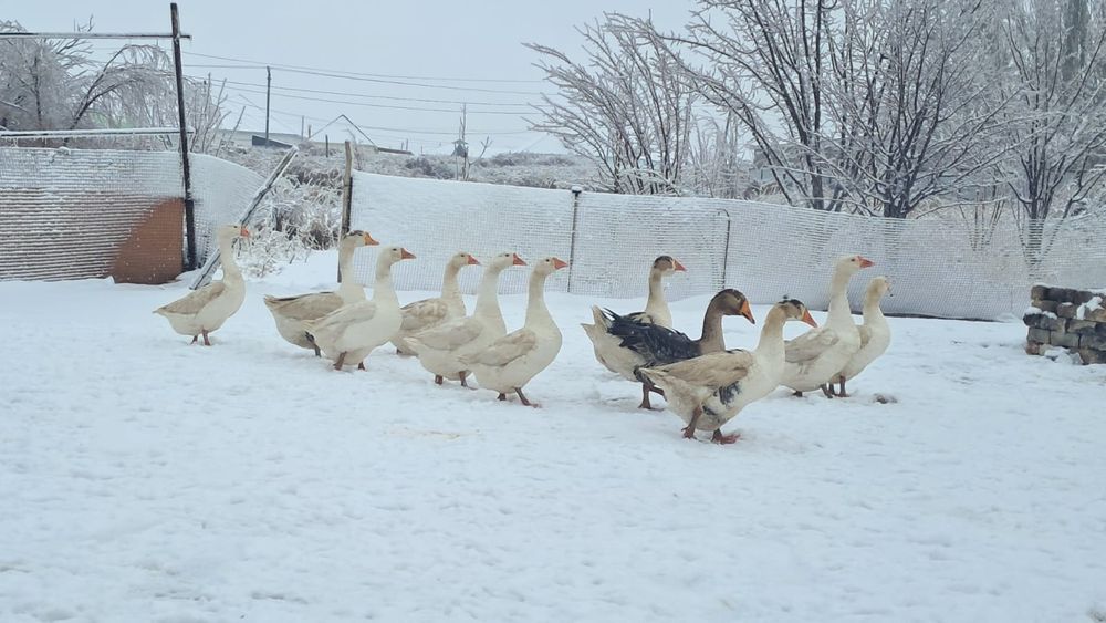 12-қаз сатылады,3-қораз қалғаны мекен,біреуі құрықта жатыр,жұмыртқа ту