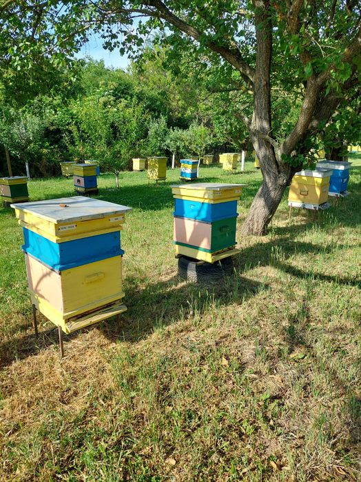 Пчелни кошери с пчелите