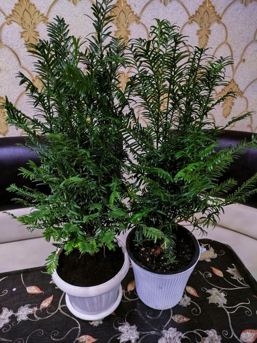 Комнатные растения, доставка