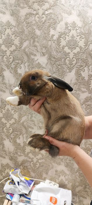 Продаётся вислоухий кролик