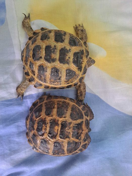 Toshbaqa черепаха домашные чистые