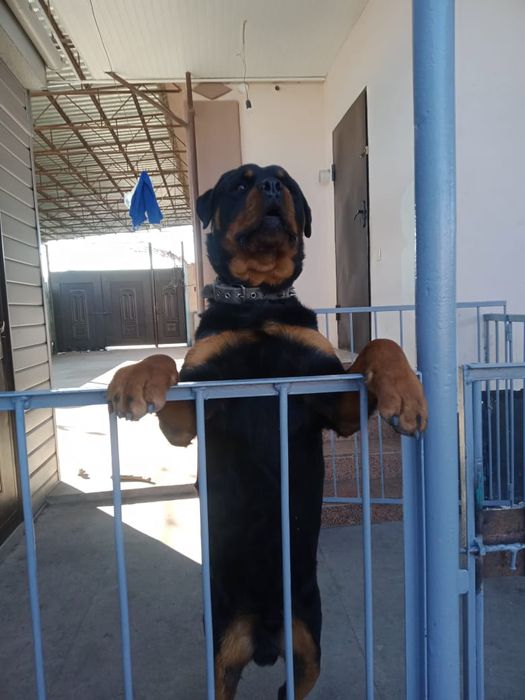 Вязка ротвейлера