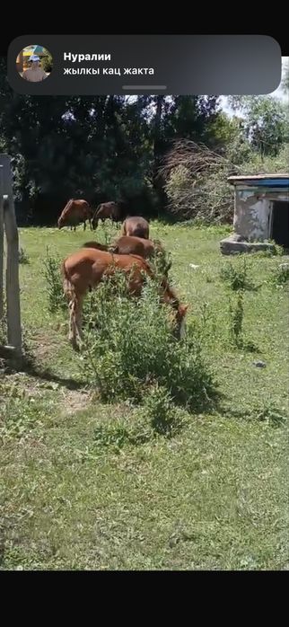 продам скот , жылкылар сатылады