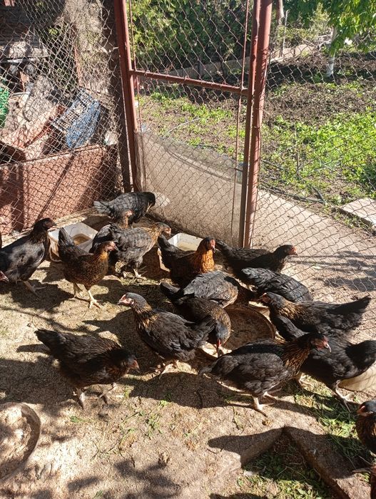 Продавам домашно гледани кокошки петли пуйки пуяци хомогорски гъски