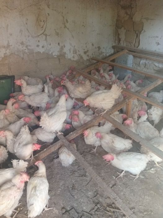 Продам курей 1500 несушки ,