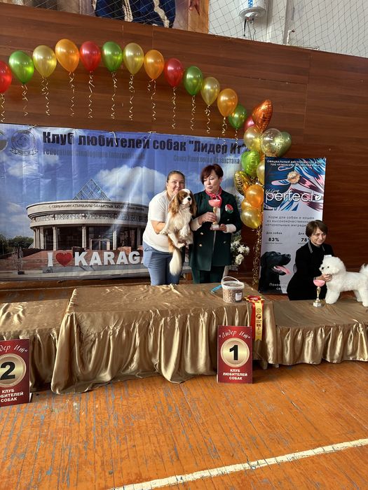 Кавалер кинг чарльз спаниель