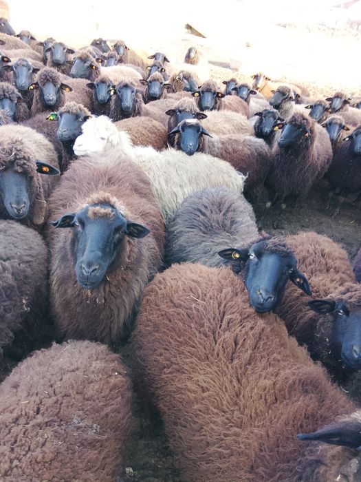 Продавам 160 овце