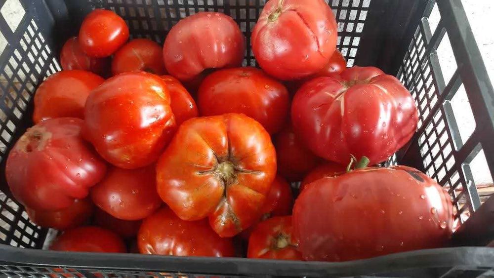 Разсад домат български сортове