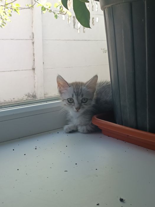 Котенок девочка бесплатно