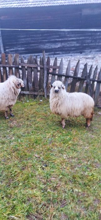 Vând o oaie și un berbec