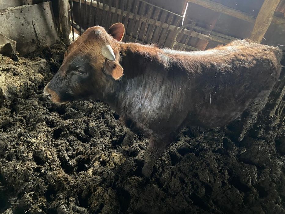 Продам бычков 1 год