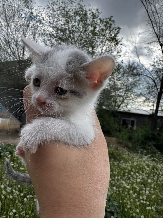 Котята в хорошие руки
