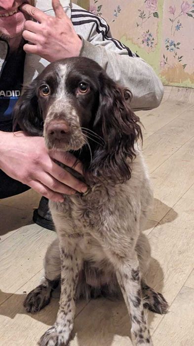 Русский охотничий спаниель