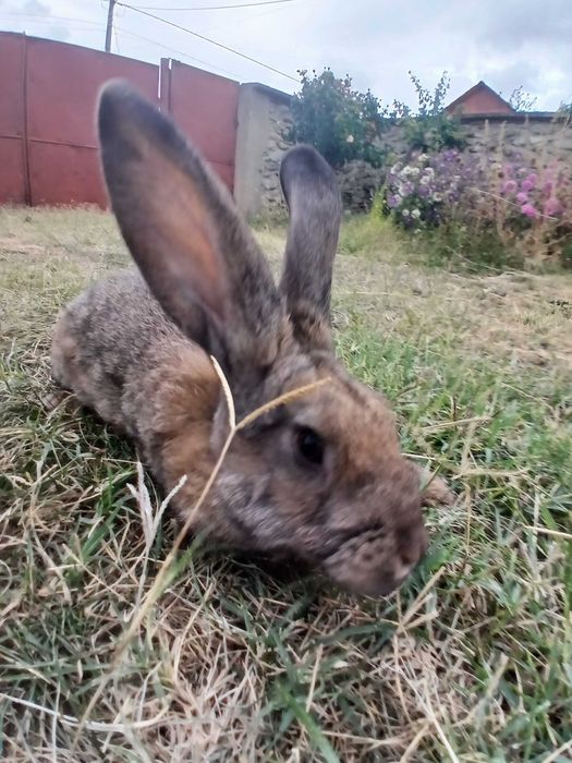 Iepure mascul de 6 luni