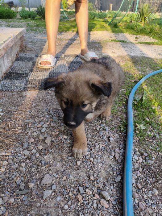 Продам щенка!!! Кабель!