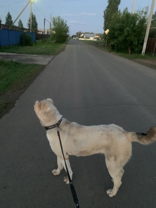 Продам собаку (девочка)