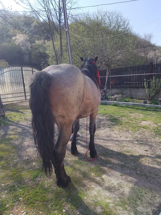 Vând mânz de 2ani și 5 luni sau schimb cu iapă la garanție !