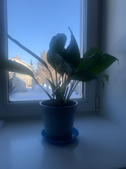 Цветы в отличном сост