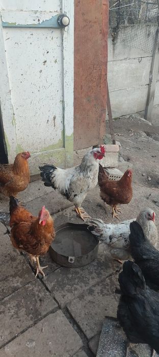 Петух молодой 5 шт