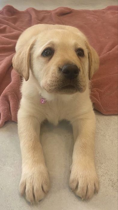 Pui Labrador Retriever cu Pedigree Tip A