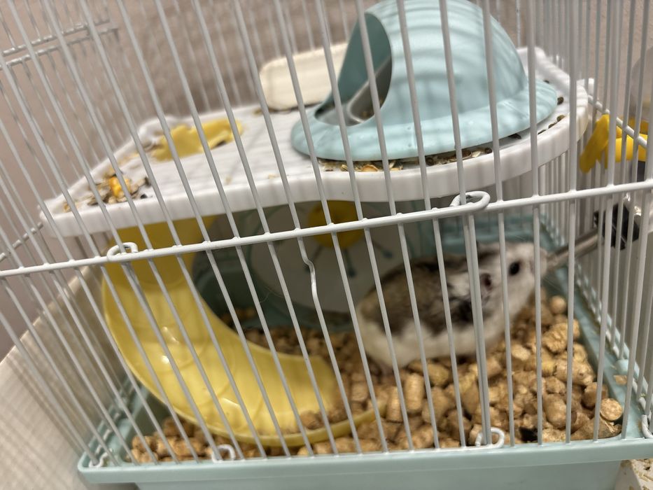 Хомяк с клеткой и кормом