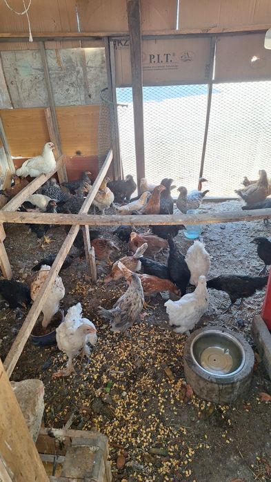 Продам 3 месячных цыплят