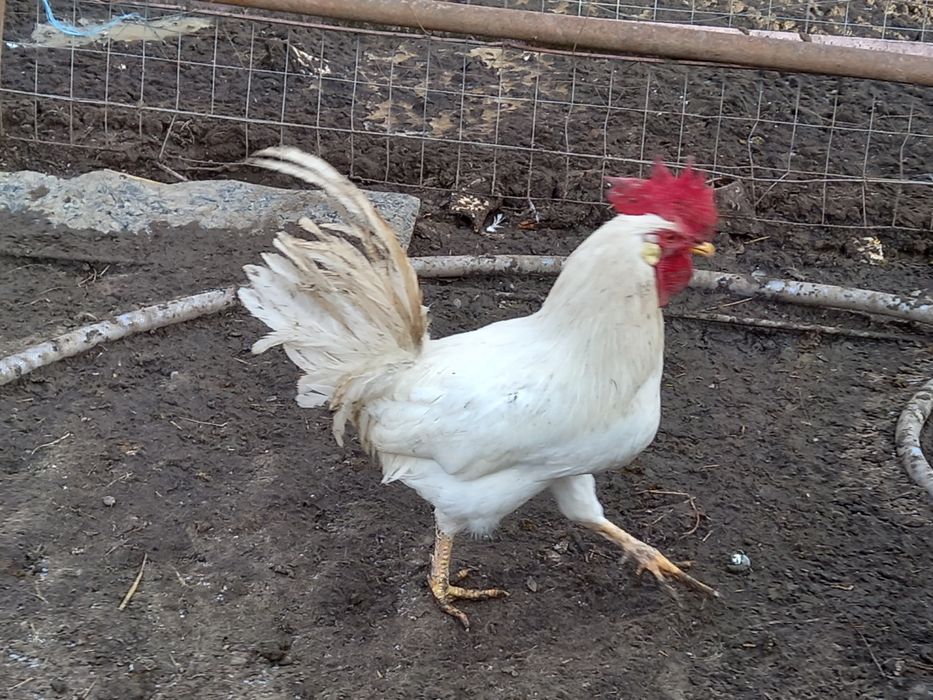 Oua pentru incubat de rasă Italieni alb(leghorn)