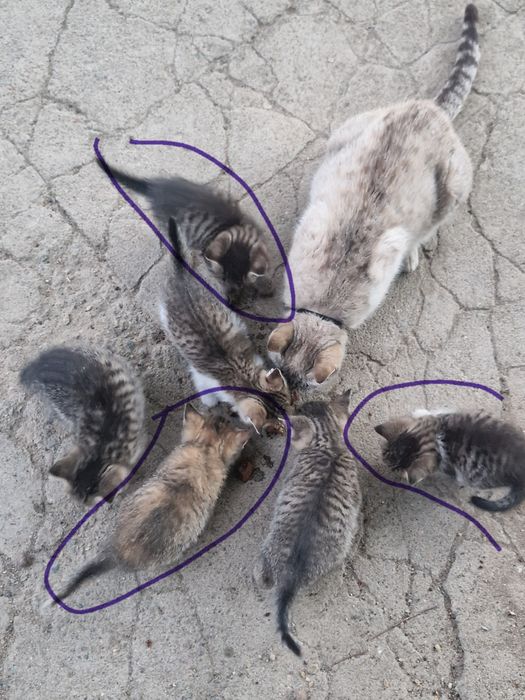 Котята 1.5 месяца