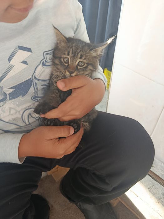 Отдам даром бесплатно