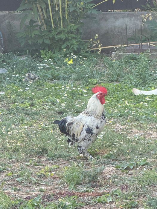 Cocoși pitici de vânzare -Focșani/ Cotesti