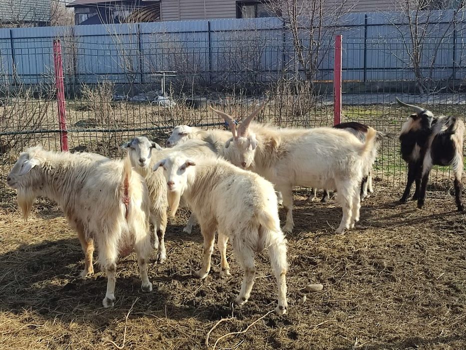 Продам козлов, коз, козлят