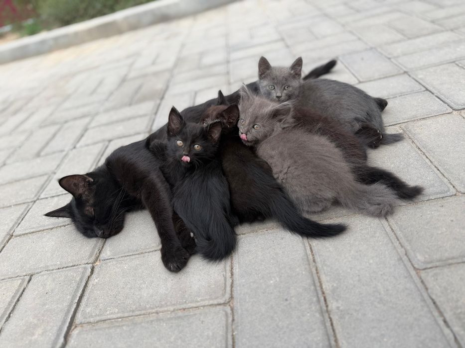 Отдам котят  1,5 месяца