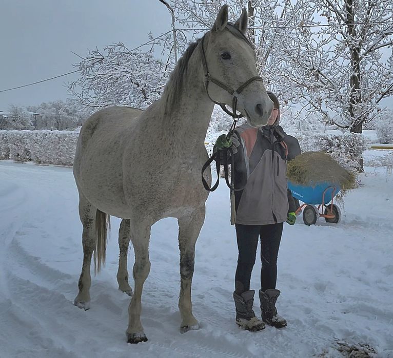 Продам кобылу англолиппицианку.