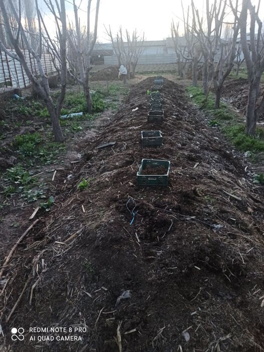 Биогомус ва чувалчанг