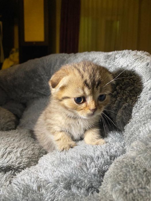 Продам породистых котят