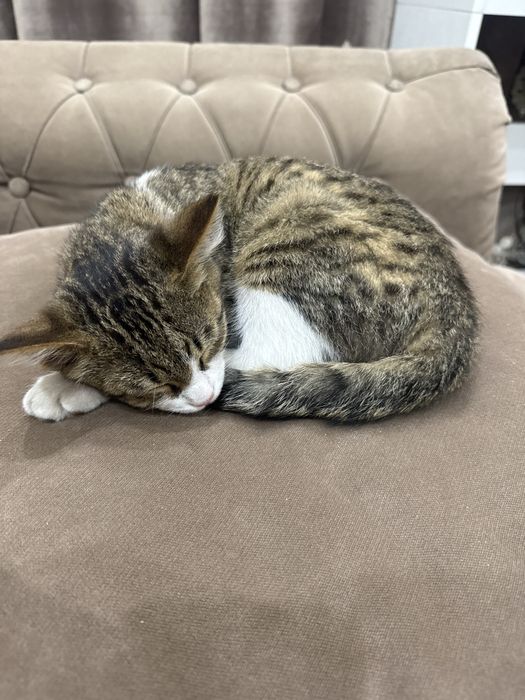 Котенок домашний