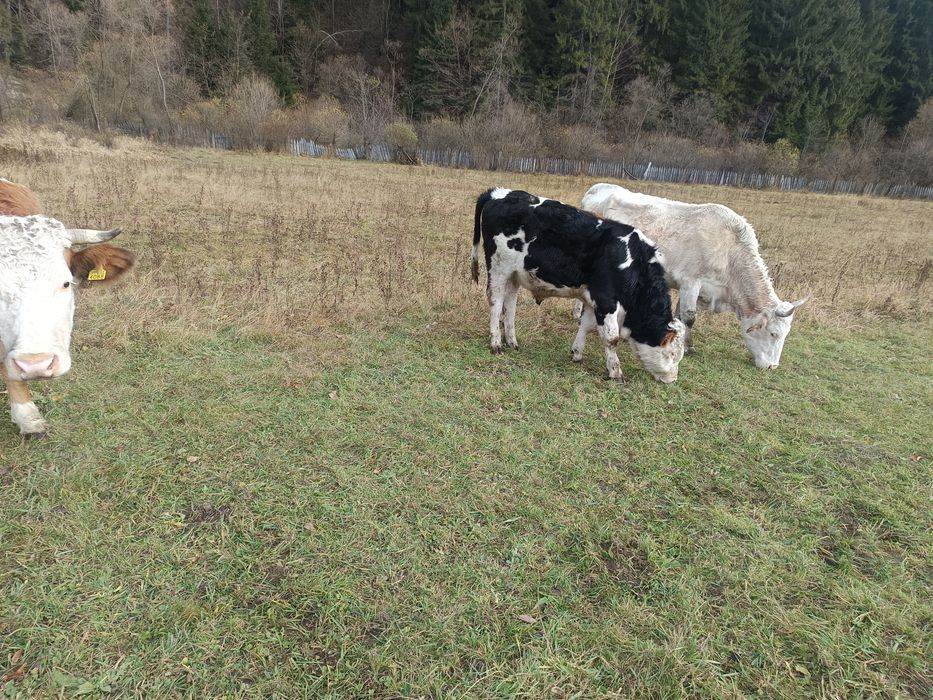 Vând viței înțărcați