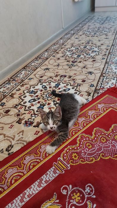 Котенок домашний бесплатно