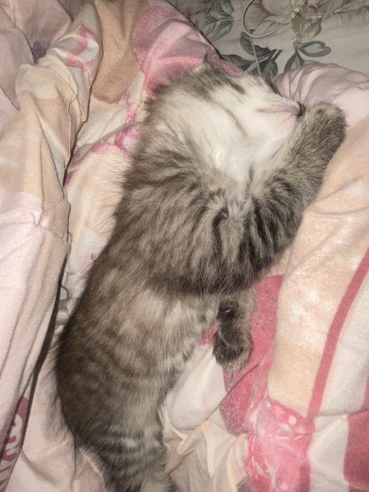 отдам котенка в добрые руки :)