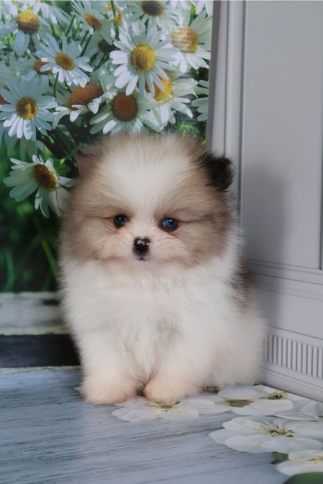 Щенки шпица с документами