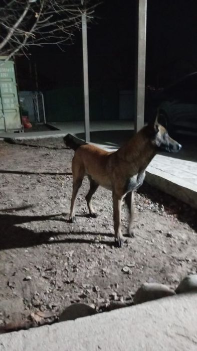 Продам бельгийскую овчарку