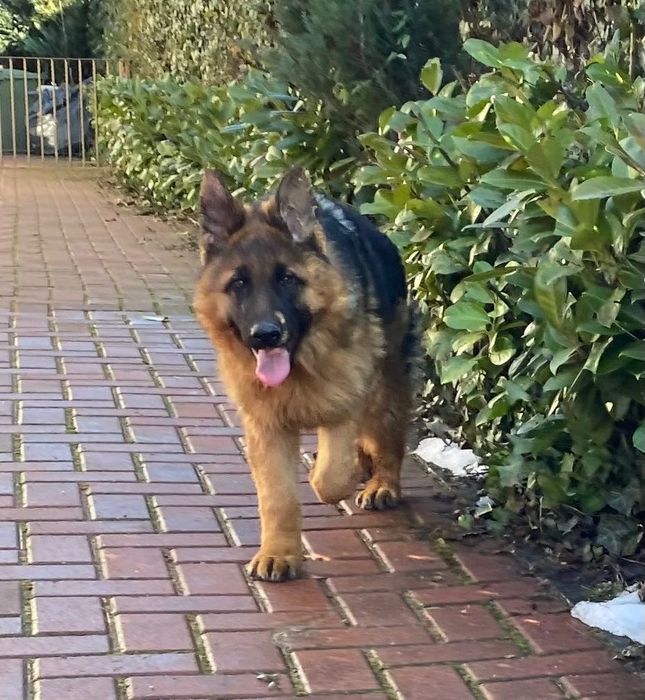 Pui ciobănesc german