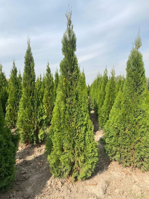 Продаются туя смаракт, брабант.