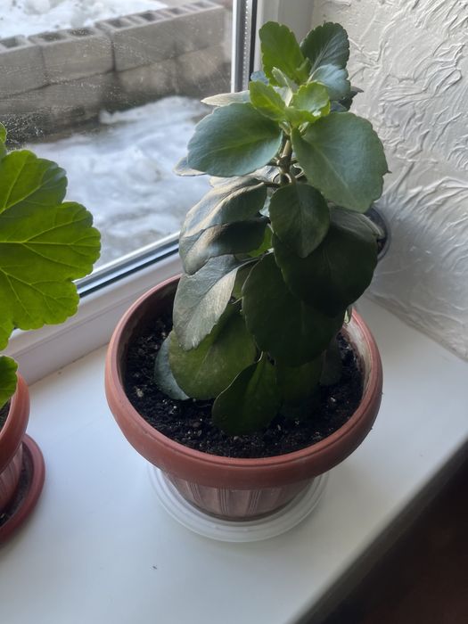 Срочно продам цветы