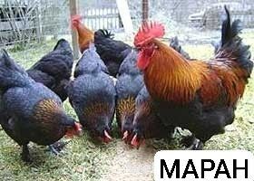 Маран уруғланган тухумлари – нодир зот, шоколад рангли тухум

Тавсиф: