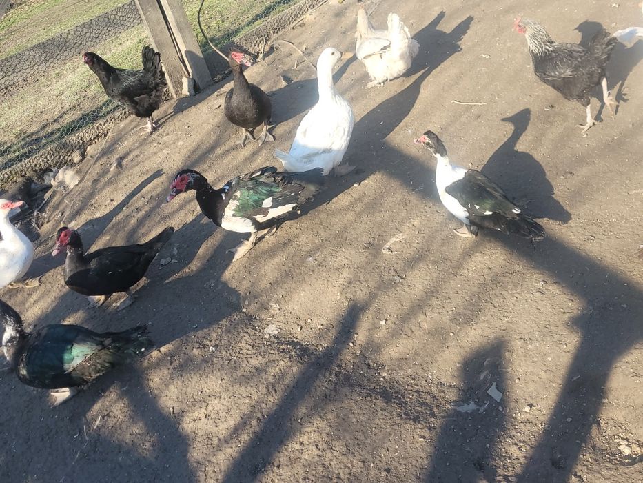 Vând păsări unele de rasa