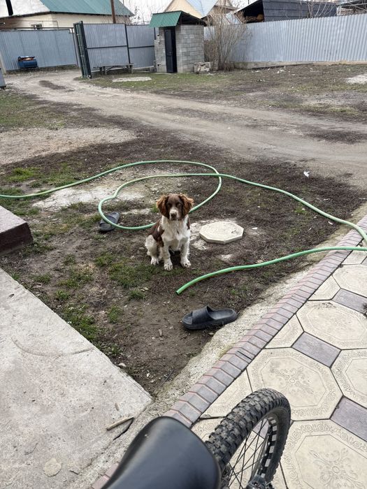 Спаниель продам.