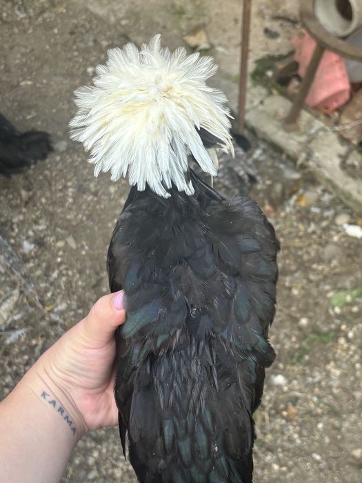 Cocos olandez moțat